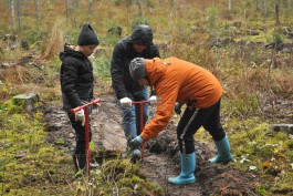 В Виштынецком природном парке высадили более 900 деревьев