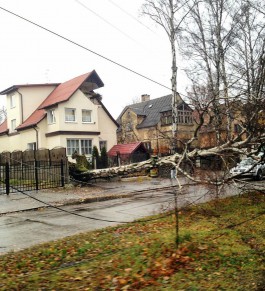 Упавшая берёза перегородила дорогу на ул. Тельмана в Калининграде