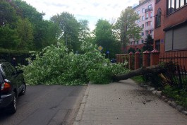 В Калининграде возле Ботанического сада поперёк улицы упало дерево