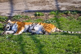 В клетку к тиграм в калининградском зоопарке хотят поставить УАЗ для посетителей
