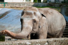 Калининградский зоопарк планирует отремонтировать ограждение уличного вольера слона