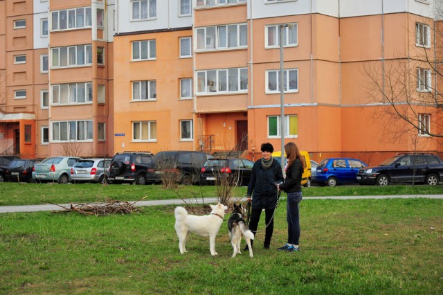 Калининградцы смогут бесплатно стерилизировать домашних животных