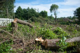 На участке под застройку в конце улицы Невского в Калининграде разрешили вырубить 112 деревьев 
