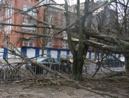 Порывами ветра в Калининграде повалило 9 деревьев