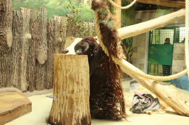 «Новый дом»: орангутан Бенджамин осваивается в калининградском зоопарке (видео)