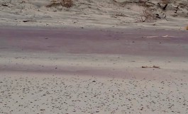 Пляж на Куршской косе окрасился в розовый цвет
