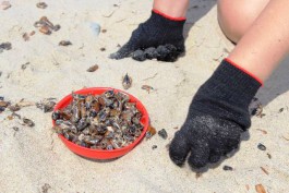 За день жители области убрали с пляжа Куршской косы 3,5 тонны мёртвых жуков
