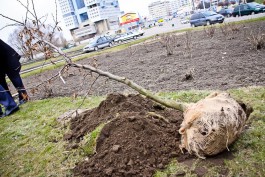 Общественники: За два года число высаженных в Калининграде деревьев сократилось в 20 раз