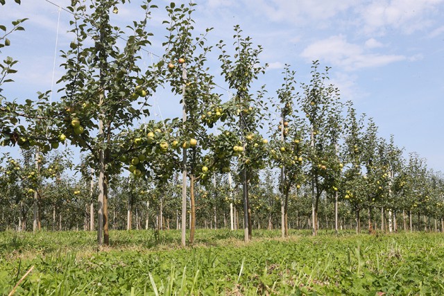 В Калининградской области собирают ранний урожай яблок