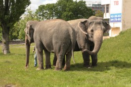 «Цирк на выгуле»: как по Калининграду слоны ходили (фото)