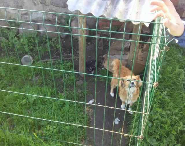 Под Черняховском мужчина построил вольер для собаки из краденых дорожных ограждений  (фото)