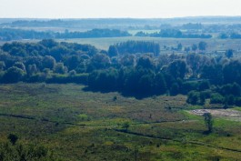 «Лукойлу» разрешили вырубить ещё 87 деревьев в Зеленоградском округе