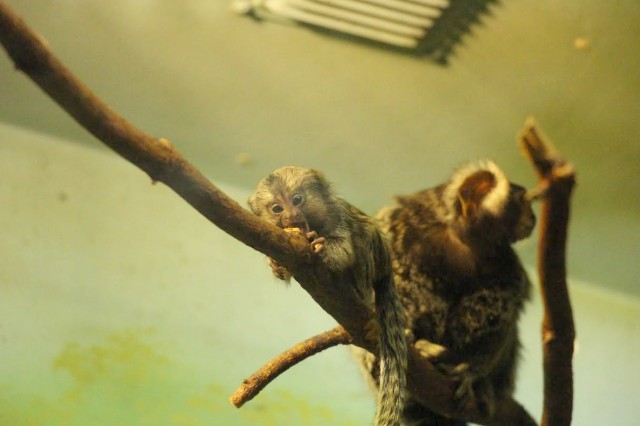В калининградском зоопарке у пары игрунок родились детёныши (видео)