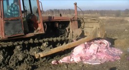 «Легли под бульдозер»: в Калининградской области уничтожили 2,5 тонны польской свинины (видео) (видео)
