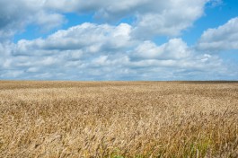 Немецкая компания хочет выращивать лён в Калининградской области