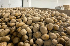 «Мираторг» вложит 280 млн рублей в производство элитного семенного картофеля в Калининградской области