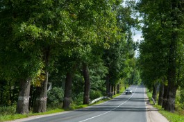 Вдоль трассы в районе Переславского спилят 380 придорожных деревьев