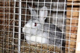 Приставы: Арестовывать поросят и кроликов — не лучший вариант