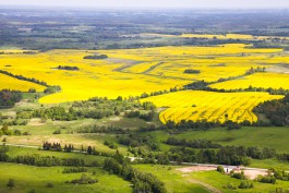 «Проплешины и ярко-жёлтые лоскуты»: как выглядят калининградские поля с воздуха