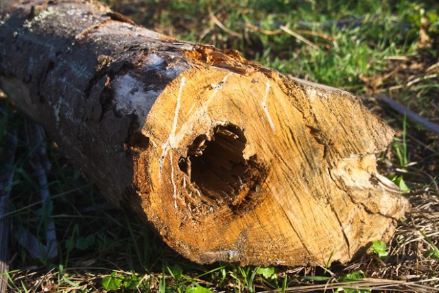 Жительнице области грозит четыре года тюрьмы за незаконную вырубку 11 деревьев