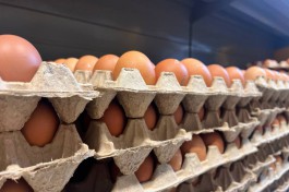 «Существенный разброс»: сколько стоят яйца в Калининградской области перед Пасхой