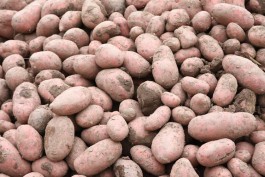 С декабря в Сербию отправили более 200 тонн картофеля из Калининградской области