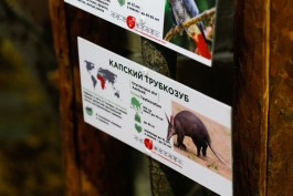 В зоопарке Калининграда для трубкозуба построили новый вольер (видео)
