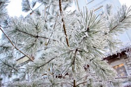 В Калининградской области прогнозируют снег и порывы ветра до 18 м/с