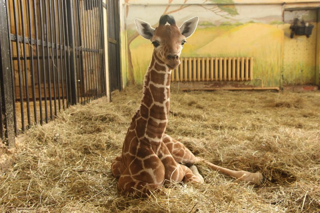 В калининградском зоопарке родился жирафёнок (видео)