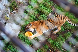 Сотрудницу калининградского зоопарка увезли в больницу после нападения тигра