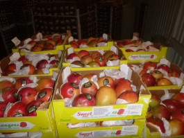 В Калининградской области уничтожили тонну санкционных манго из Португалии