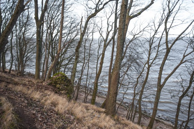 Региональные власти хотят отсудить у Балтийска 17 гектаров леса на побережье