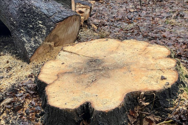 В Отрадном разрешили вырубить 44 дерева под жилую застройку