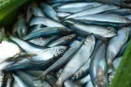 Региональные власти планируют добиться увеличения квот на вылов рыбы в Балтийском море