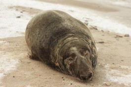 Эксперт: Тюлени выходят на балтийское побережье из-за тёплой зимы