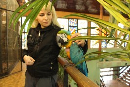 В Калининградском зоопарке ару Монику отучают от вредной привычки песней про «лабутены» (видео)