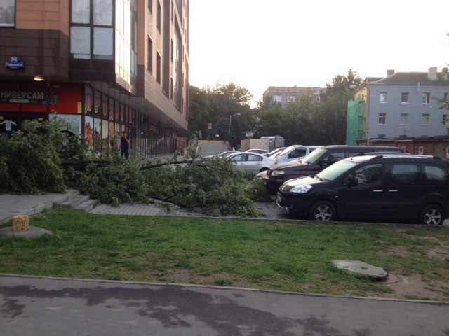 За выходные сильный ветер повалил в Калининграде 126 деревьев, повреждено 25 машин