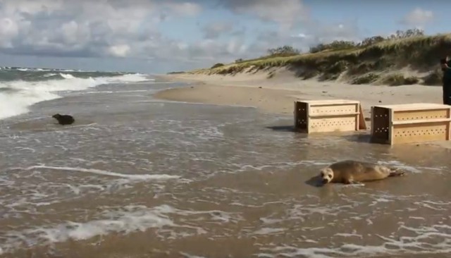 Тюленей из калининградского зоопарка выпустили в Балтийское море (видео)