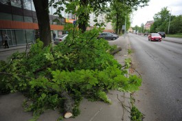 «Ветки, брёвна, пробки»: последствия сильного ветра в Калининграде