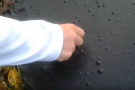 На озере Шенфлиз в Калининграде зафиксировали крупный выброс угольной пыли (видео)