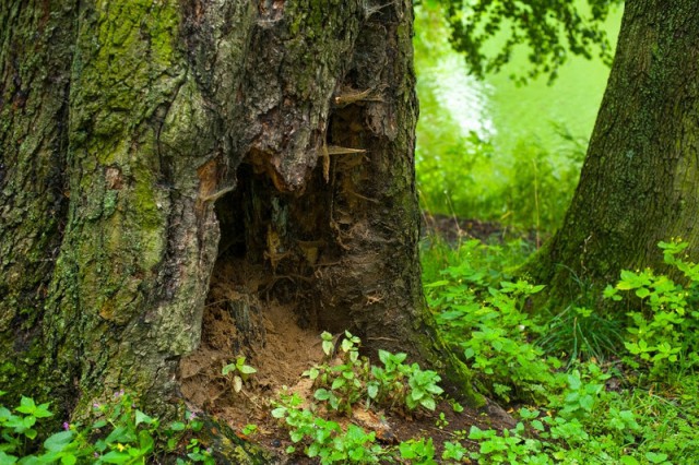 В лесу под Неманом нашли тело пропавшего грибника