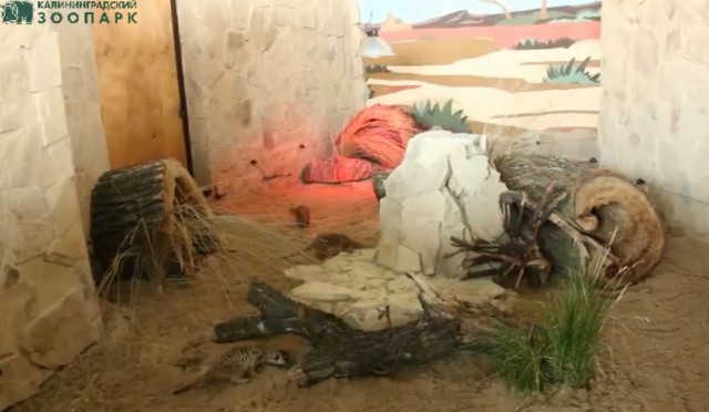 В калининградском зоопарке сурикатов переселили в новый вольер (видео)