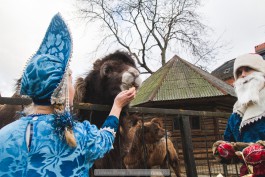 «Животный праздник»: зверям из калининградского зоопарка подарили новогодние лакомства (фото)