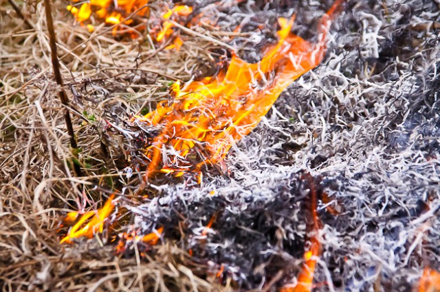 За сутки пожарные 23 раза выезжали тушить палы травы в Калининградской области