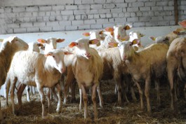 Овцы остфризской породы 