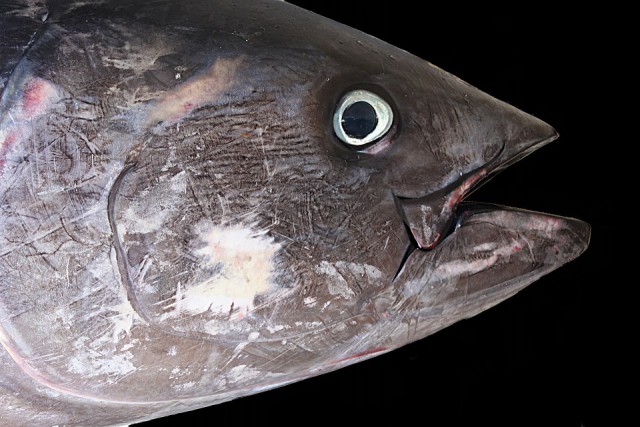 Россельхознадзор запретил ввоз в Калининградскую область 20 тонн тунца из Вьетнама