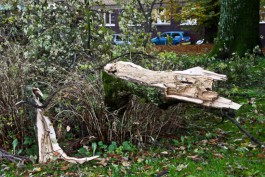 Штормовой ветер повалил более 40 деревьев в Калининграде