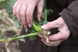 «Спросить у земли и у растения»: как агрохимики «предсказывают» урожай в регионе (фото)