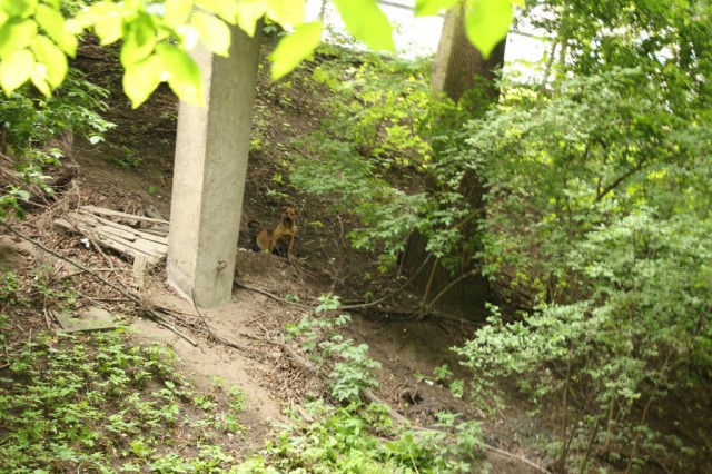Калининградский зоопарк: Напавшие на кенгуру собаки проникли на территорию через дыру в заборе