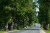«Война за деревья»: как защищают придорожные аллеи Калининградской области